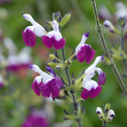 salvia greggii amethyst lips